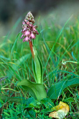 Mosques grosses ("Himantoglossum robertianum")