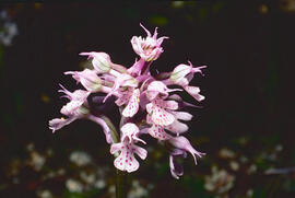 Orquídia ("Neotinea tridentata")