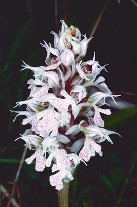 Orquídia ("Neotinea tridentata")