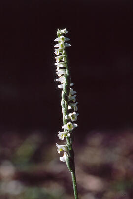 Orquídia de tardor ("Spiranthes spiralis")