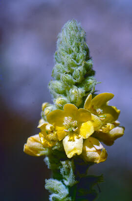 Fulla borruda ("Verbascum thapsus L.")