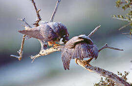 Falcó ("Falco peregrinus")