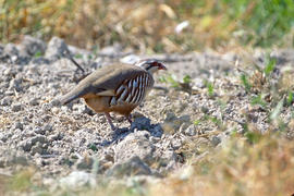 Perdiu ("Alectoris rufa")