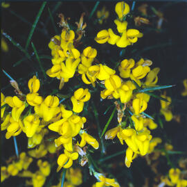 Argelaga negra ("Coronilla juncea")