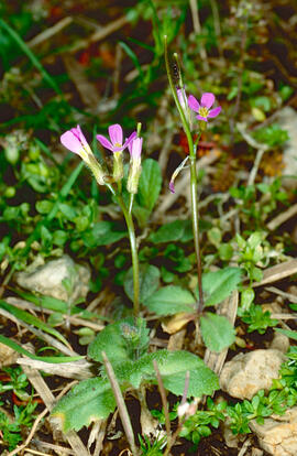 Centaura ("Centaurium pulchellum")