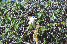 Orval ("Nycticorax nycticorax")