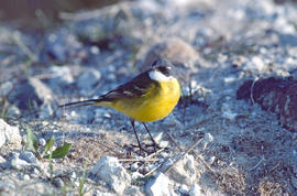Xàtxero groc ("Motacilla flava")