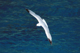Gavina roja ("Larus audouinii")