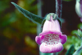 Dedalera ("Digitalis purpurea")