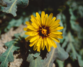 Cosconilla ("Reichardia picroides")
