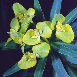 Lleteresa de fulla estreta ("Euphorbia cyparissias")