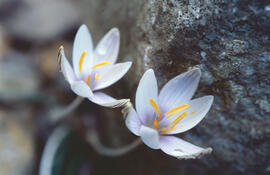 "Crocus biflorus"