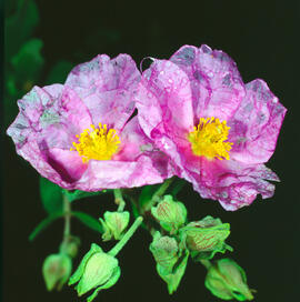 Primavera blanca ("Primula vulgaris")
