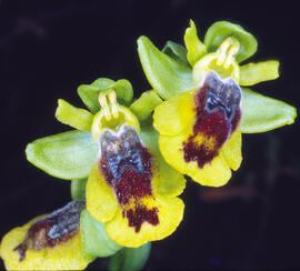 Abellera groga ("Ophrys lutea")
