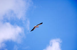 Miloca ("Neophron percnopterus")