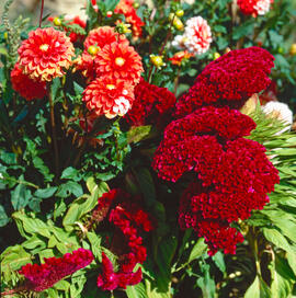 Dàlies ("Dhalia pinnata") i vellutet ("Celosia argentea L.")