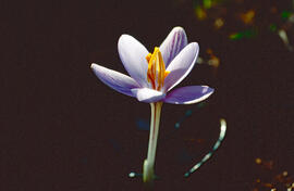 "Crocus biflorus"