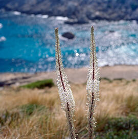 Plantatge alpí ("Plantago alpina")
