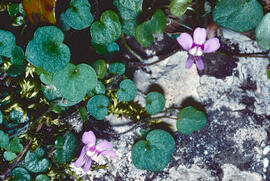 Picardia ("Cymbalaria muralis")