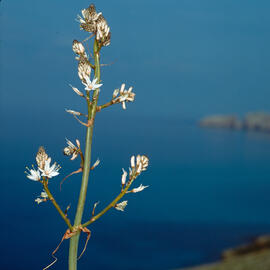 Albó de muntanya ("Asphodelus albus")
