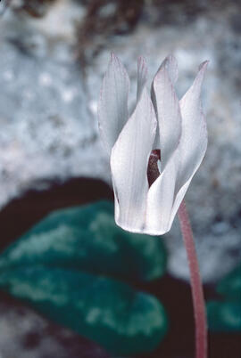 Engreixaporcs ("Cyclamen balearicum")