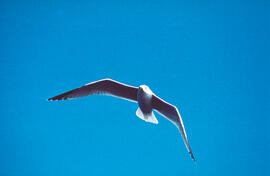 Gavina ("Larus michahellis")