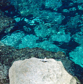 Gavina roja ("Larus audouinii")