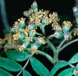 Servera ("Sorbus domestica")