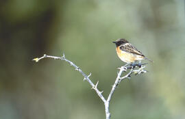 Vitrac ("Saxicola rubetra")