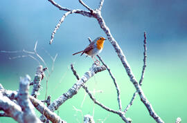 Rupit ("Erithacus rubecula")