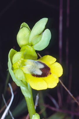 Abellera groga ("Ophrys lutea")