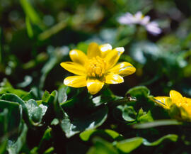 Celidònia ("Ficaria verna")
