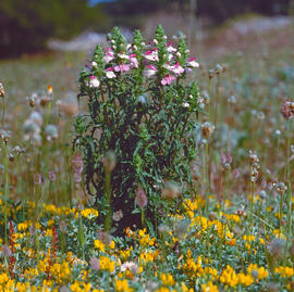 Boques de dragó ("Bellardia trixago") i trèvol femella ("Lotus cytisoides")