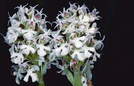 Orquídia ("Neotinea tridentata")