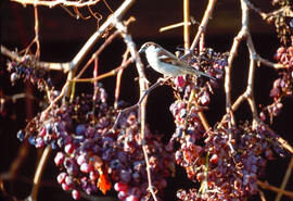 Gorrió teulader ("Passer domesticus")