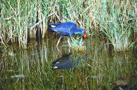 Gallineta d'aigua ("Gallinula chloropus")