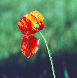Rosella ("Papaver dubium")