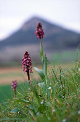 Mosques grosses ("Himantoglossum robertianum")