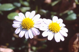 Margalida ("Bellis sylvestris")