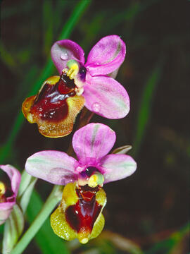 Abellera vermella ("Ophrys tenthredinifera")