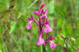 Botons de gos ("Anacamptis palustris")