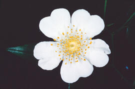 Roser bord ("Rosa sempervirens")