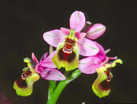 Abellera vermella ("Ophrys tenthredinifera")