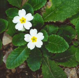 Primavera blanca ("Primula acaulis")