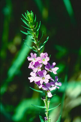 "Lythrum hyssopifolia"