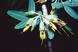 Mongetera d'arbre ("Anagyris foetida")