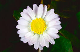 Margalida ("Bellis perennis")