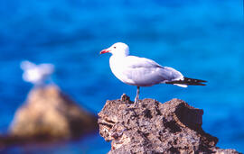 Gavina ("Larus michahellis")