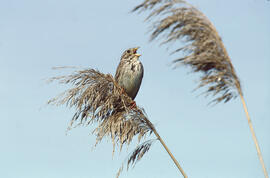 Sól·lera ("Emberiza calandra")