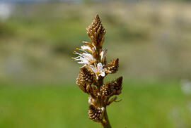 Albó de muntanya ("Asphodelus albus")